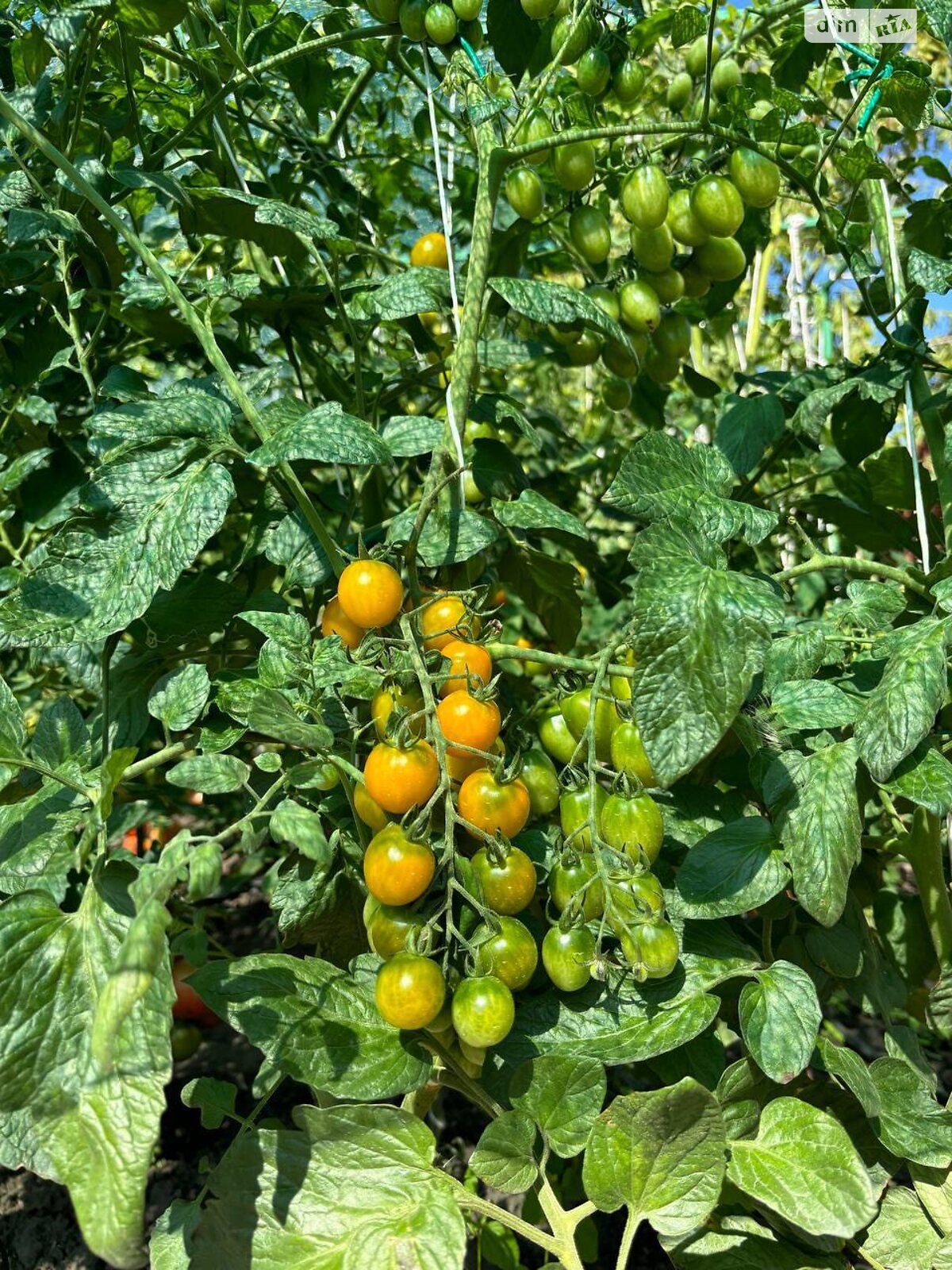 двоповерховий будинок з гаражем, 301.3 кв. м, кирпич. Продаж у Прибузькому фото 1