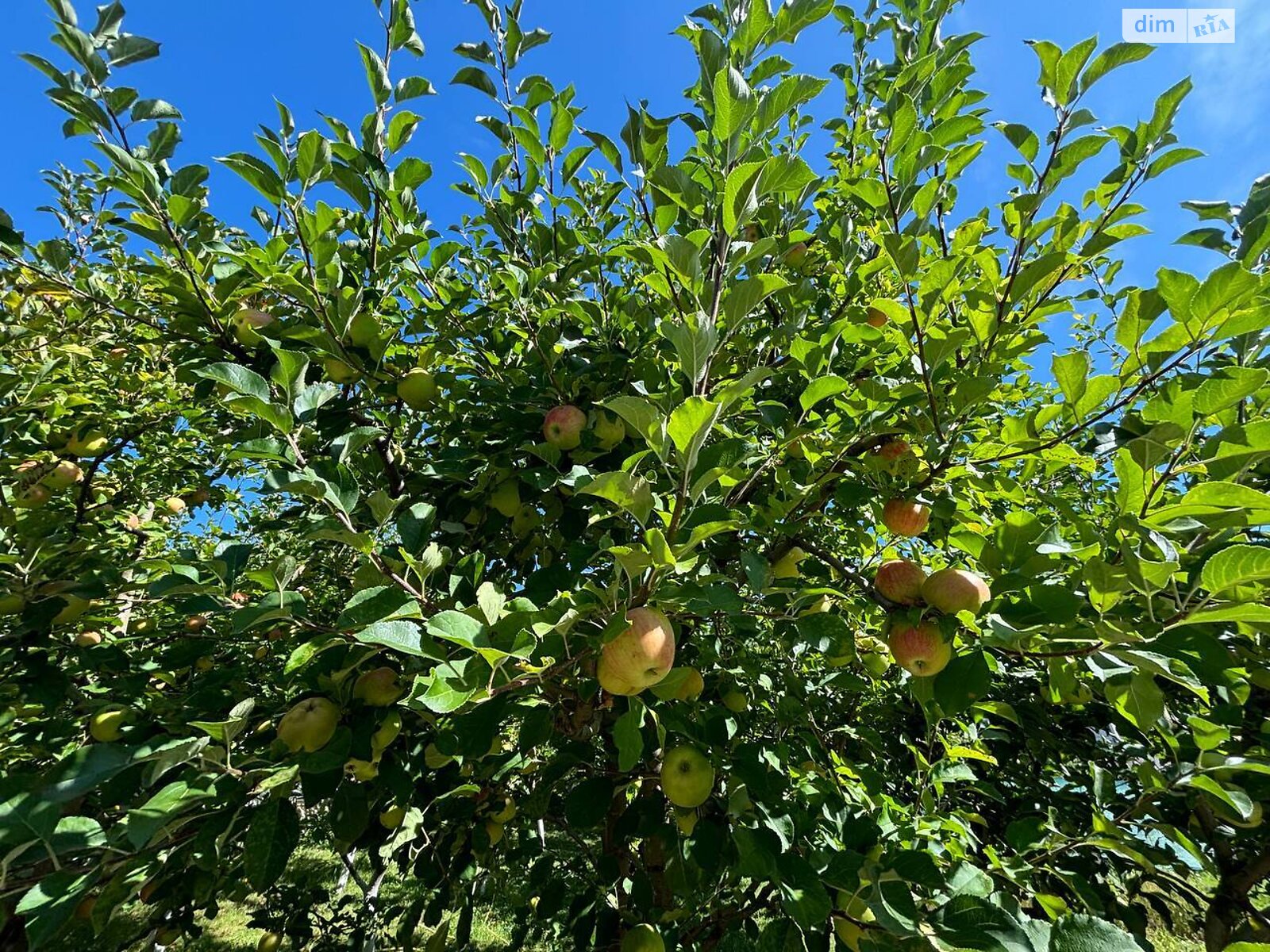 двоповерховий будинок з гаражем, 301.3 кв. м, кирпич. Продаж у Прибузькому фото 1