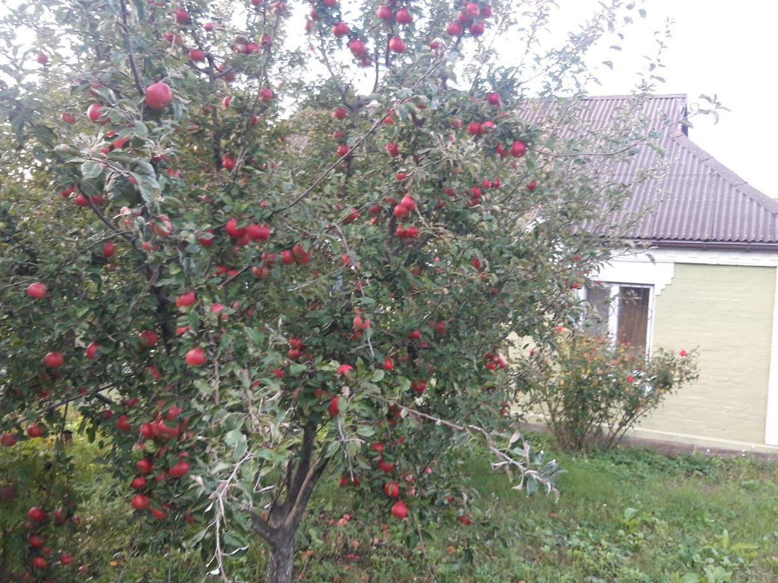 одноповерховий будинок веранда, 91 кв. м, цегла саманна. Продаж у Розкішній фото 1