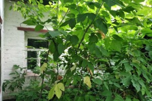 одноповерховий будинок, 68 кв. м, цегла. Продаж у Шрамки фото 2