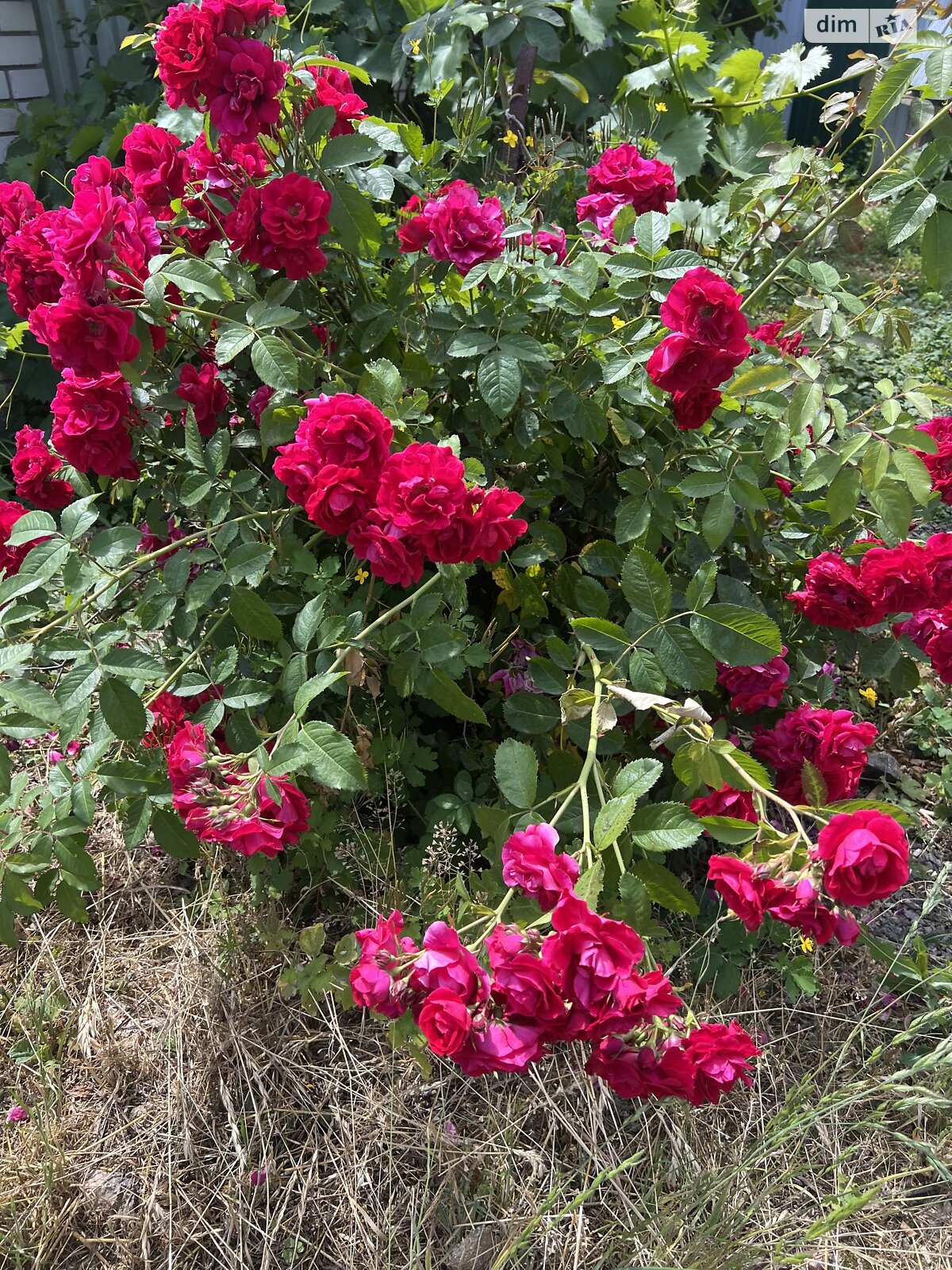 одноповерховий будинок, 44.9 кв. м, цегла. Продаж у Сокиринцях фото 1