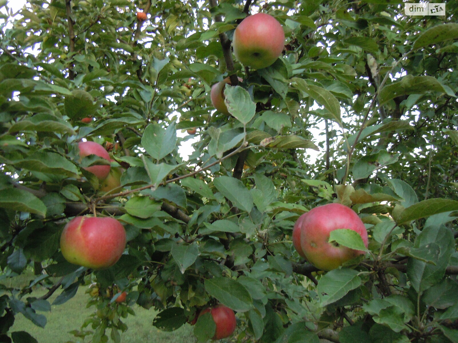 одноповерховий будинок з гаражем, 70 кв. м, цегла. Продаж у Соколова фото 1