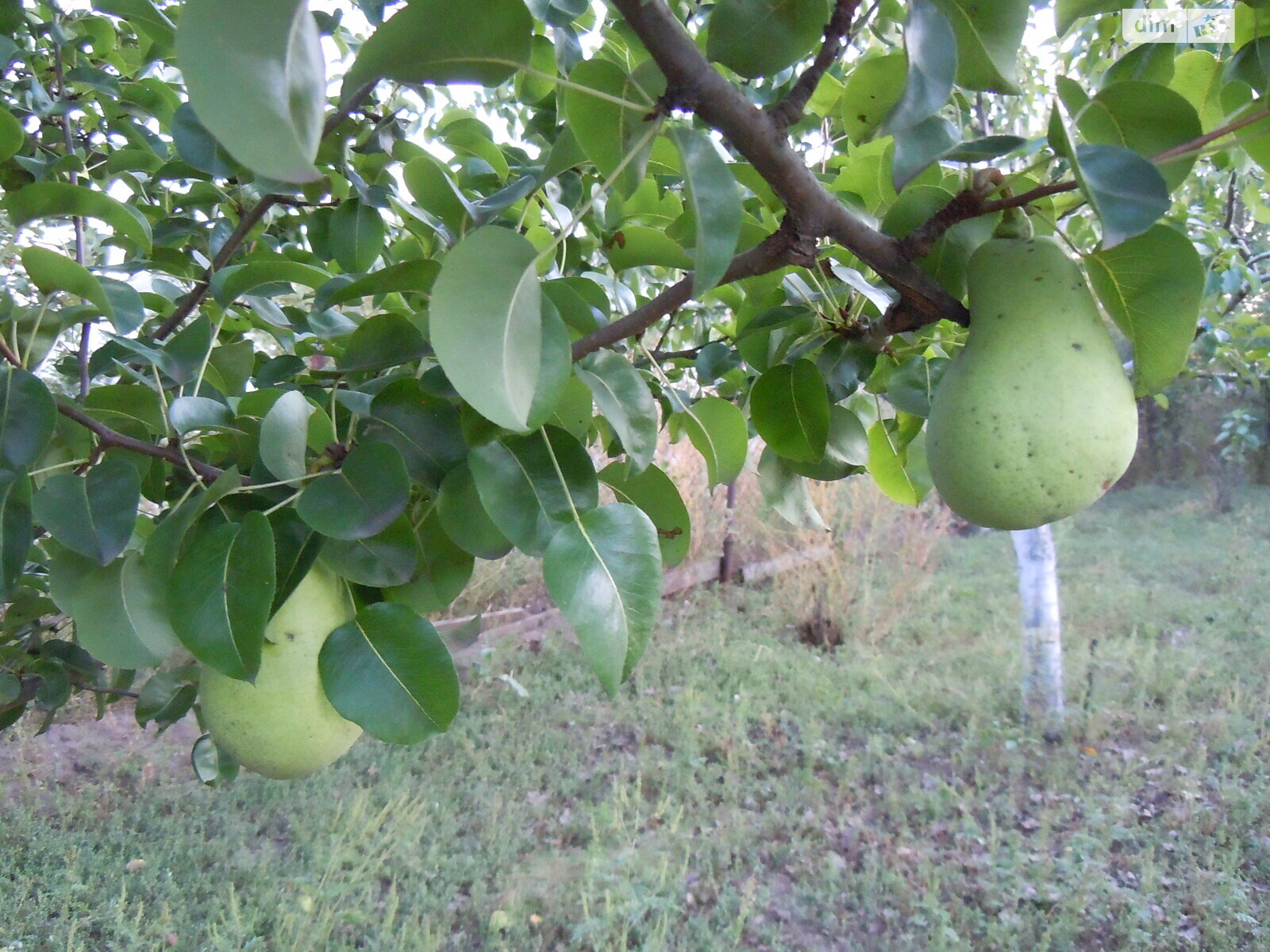 одноповерховий будинок з гаражем, 70 кв. м, цегла. Продаж у Соколова фото 1