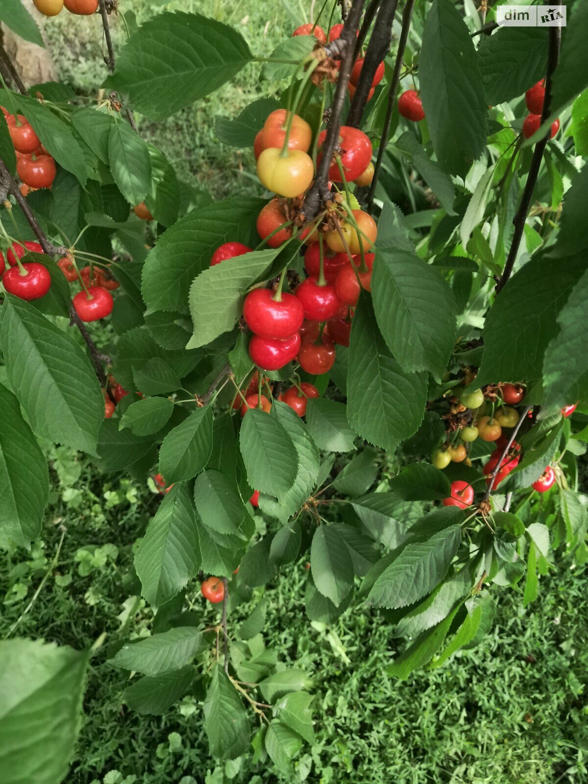 одноповерховий будинок з гаражем, 70 кв. м, цегла. Продаж у Соколова фото 1