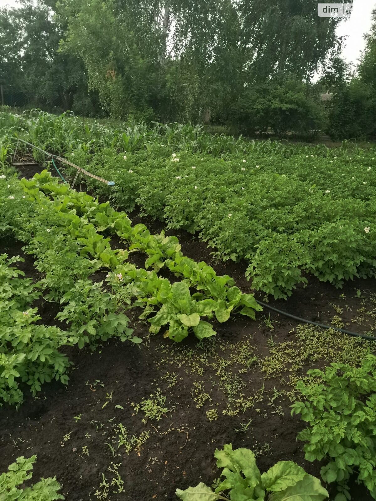 одноповерховий будинок з гаражем, 70 кв. м, цегла. Продаж у Соколова фото 1