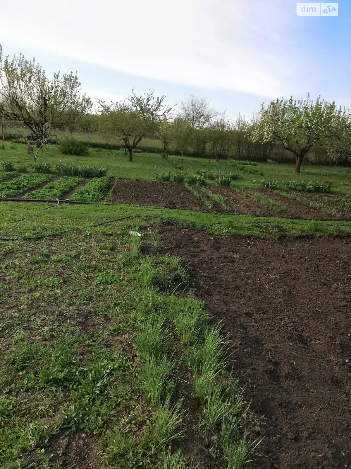 одноповерховий будинок з гаражем, 70 кв. м, цегла. Продаж у Соколова фото 1