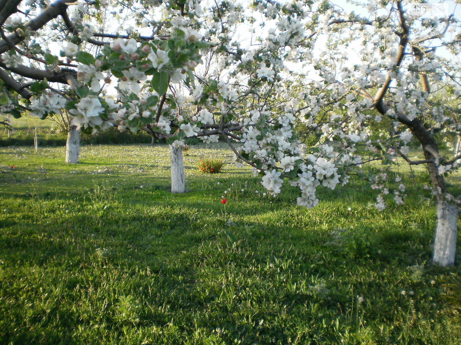 одноповерховий будинок з гаражем, 70 кв. м, цегла. Продаж у Соколова фото 1