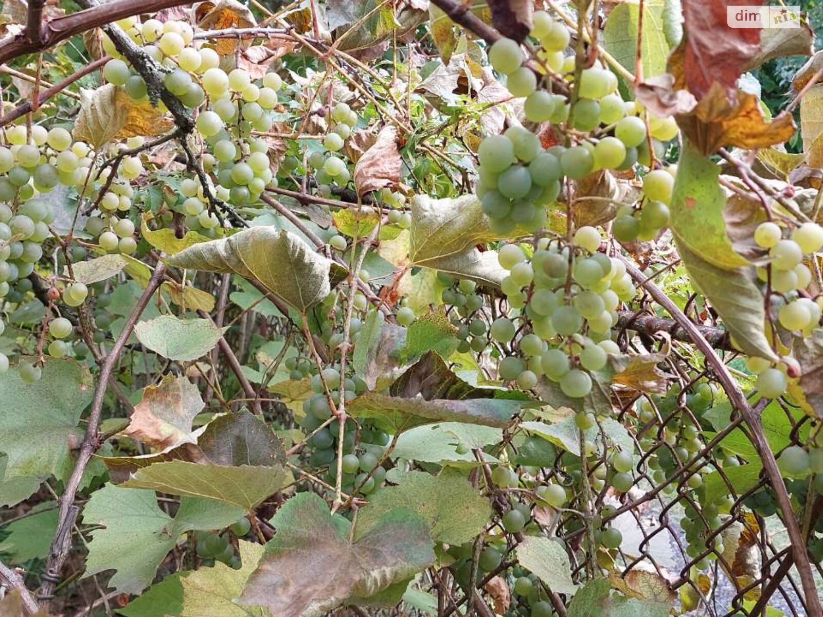 одноэтажный дом, 32.7 кв. м, кирпич. Продажа в Сосонке фото 1