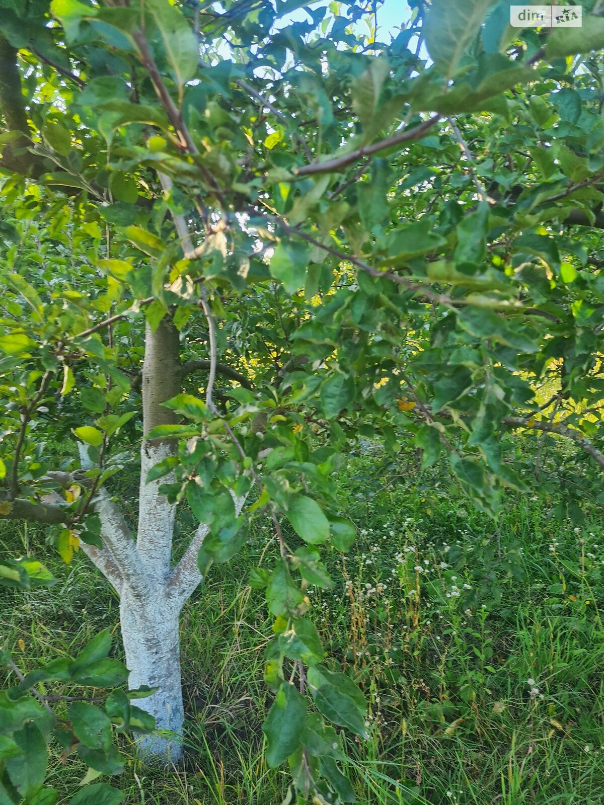 одноповерховий будинок з верандою, 55 кв. м, цегла. Продаж у Станіславчику фото 1