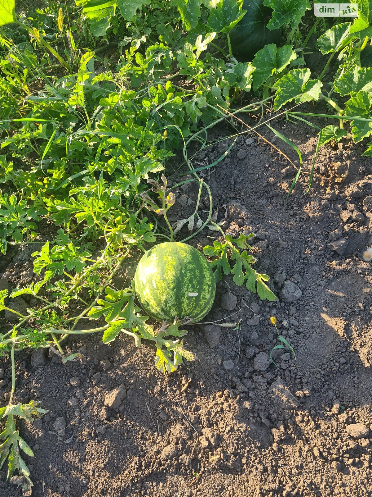 одноповерховий будинок з верандою, 55 кв. м, цегла. Продаж у Станіславчику фото 1