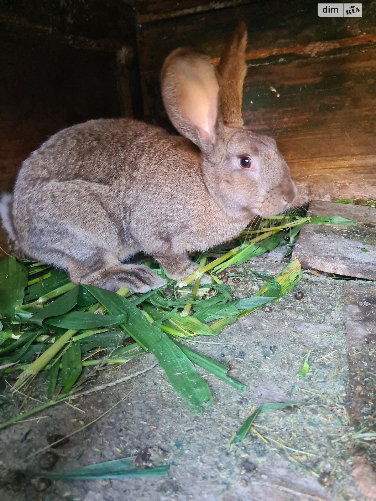 одноповерховий будинок з верандою, 55 кв. м, цегла. Продаж у Станіславчику фото 1