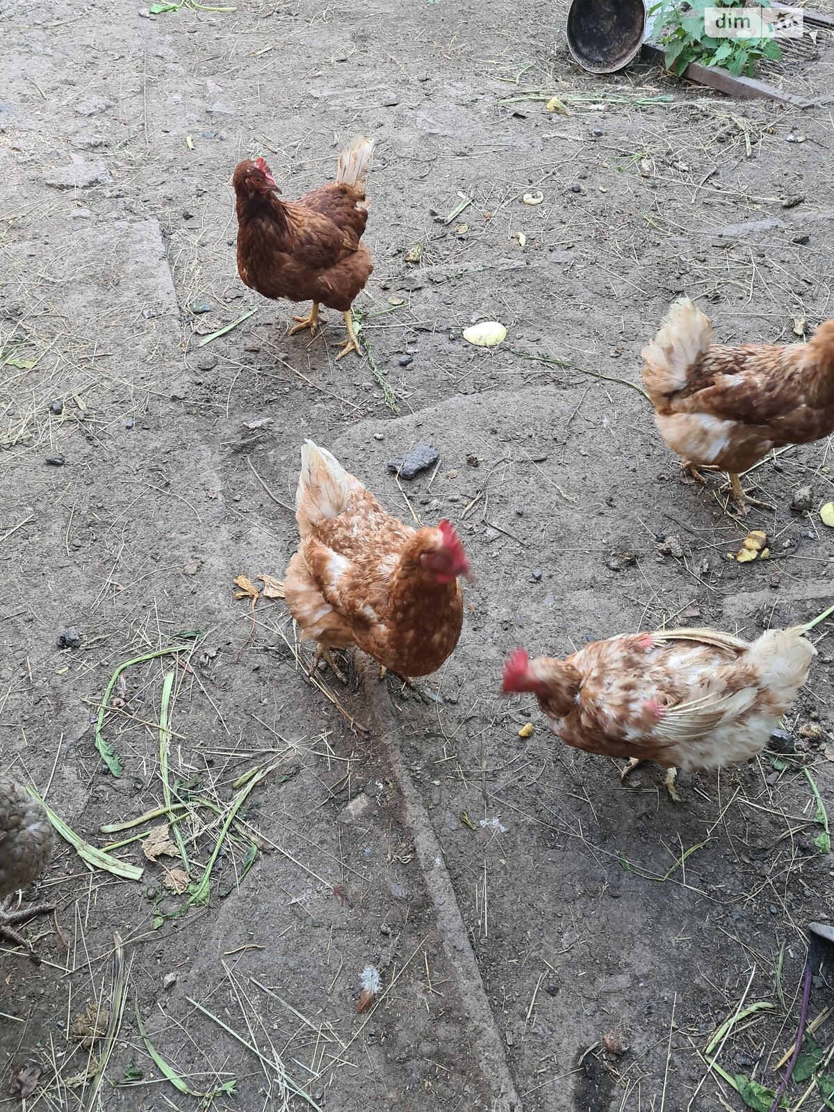 одноповерховий будинок з верандою, 55 кв. м, цегла. Продаж у Станіславчику фото 1