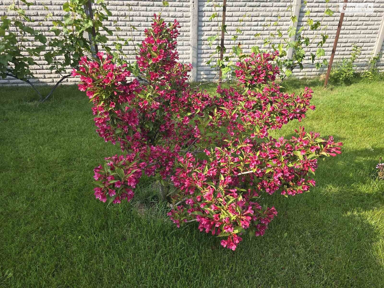 одноповерховий будинок, 87.7 кв. м, піноблок. Продаж у Старих Кодаках фото 1 одноповерховий будинок, 87.7 кв. м, піноблок. Продаж у Старих Кодаках фото 1