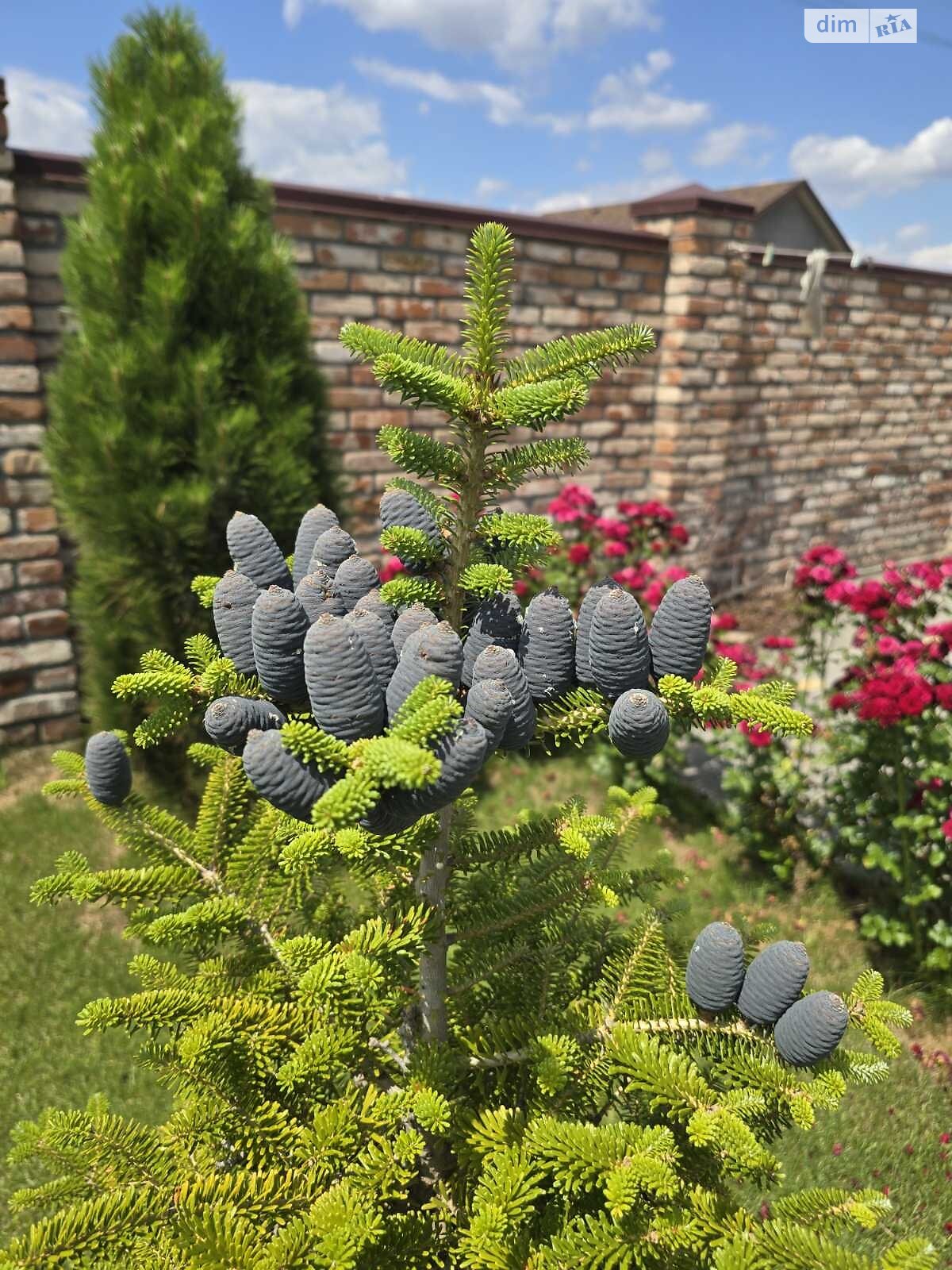 одноповерховий будинок, 87.7 кв. м, піноблок. Продаж у Старих Кодаках фото 1 одноповерховий будинок, 87.7 кв. м, піноблок. Продаж у Старих Кодаках фото 1