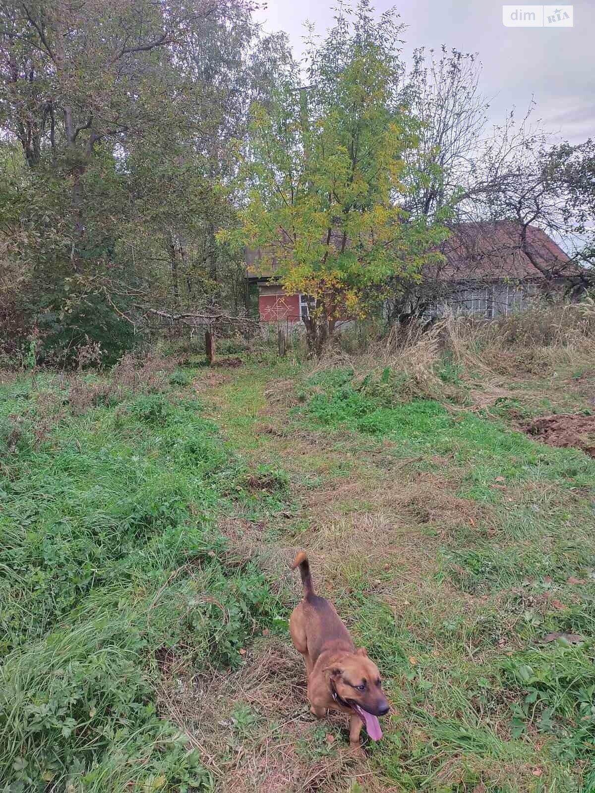 одноповерховий будинок з гаражем, 120 кв. м, цегла. Продаж в Старому Самборі, район Старий Самбір фото 1 одноповерховий будинок з гаражем, 120 кв. м, цегла. Продаж в Старому Самборі, район Старий Самбір фото 1
