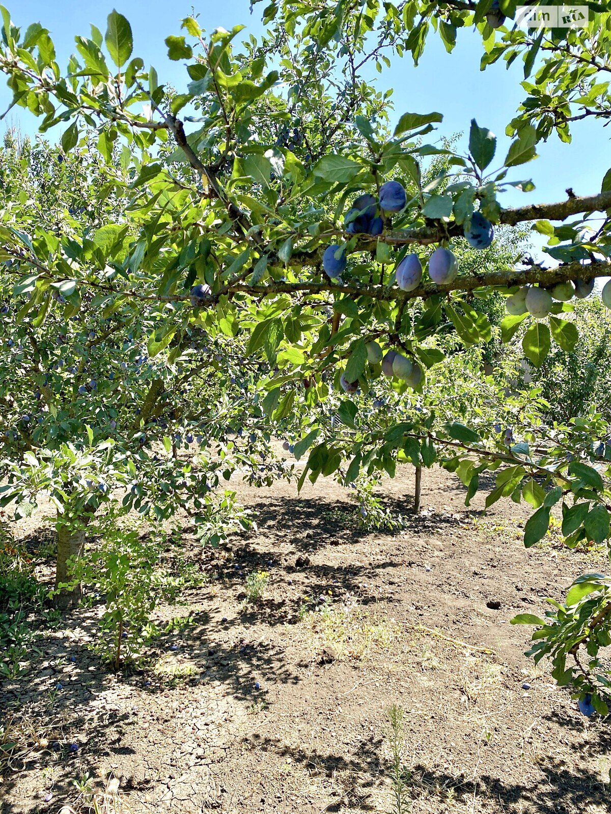 одноповерховий будинок з верандою, 223.8 кв. м, ракушняк. Продаж у Степовому фото 1