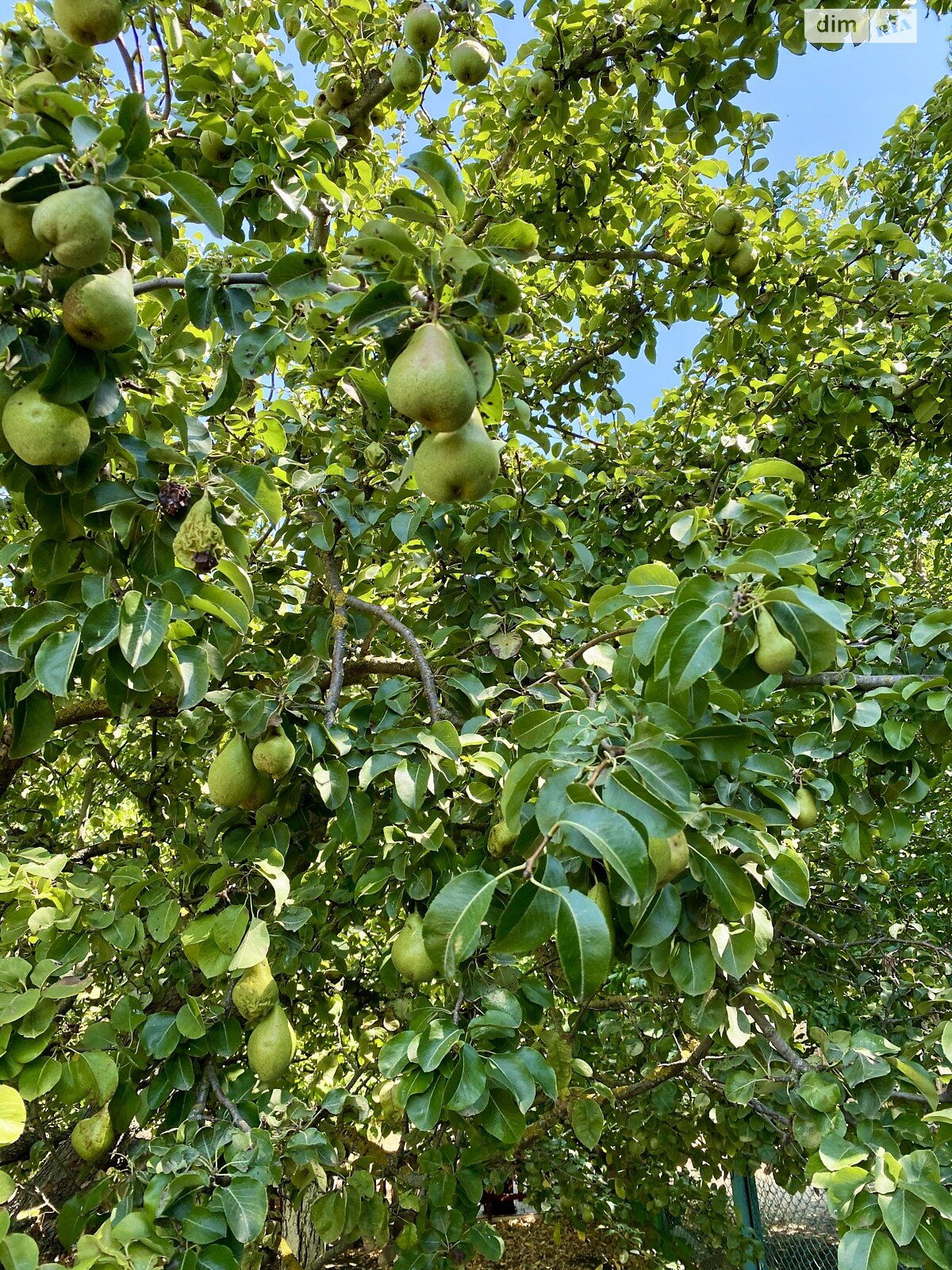 одноповерховий будинок з верандою, 223.8 кв. м, ракушняк. Продаж у Степовому фото 1