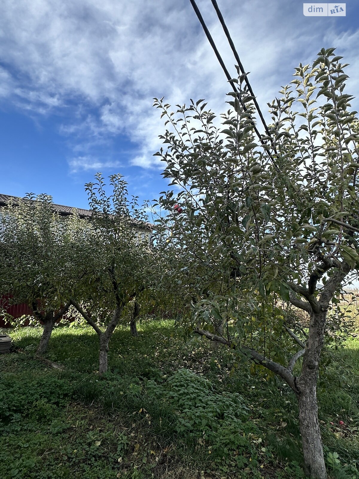 одноповерховий будинок, 100 кв. м, цегла. Продаж у Стрижавці фото 1