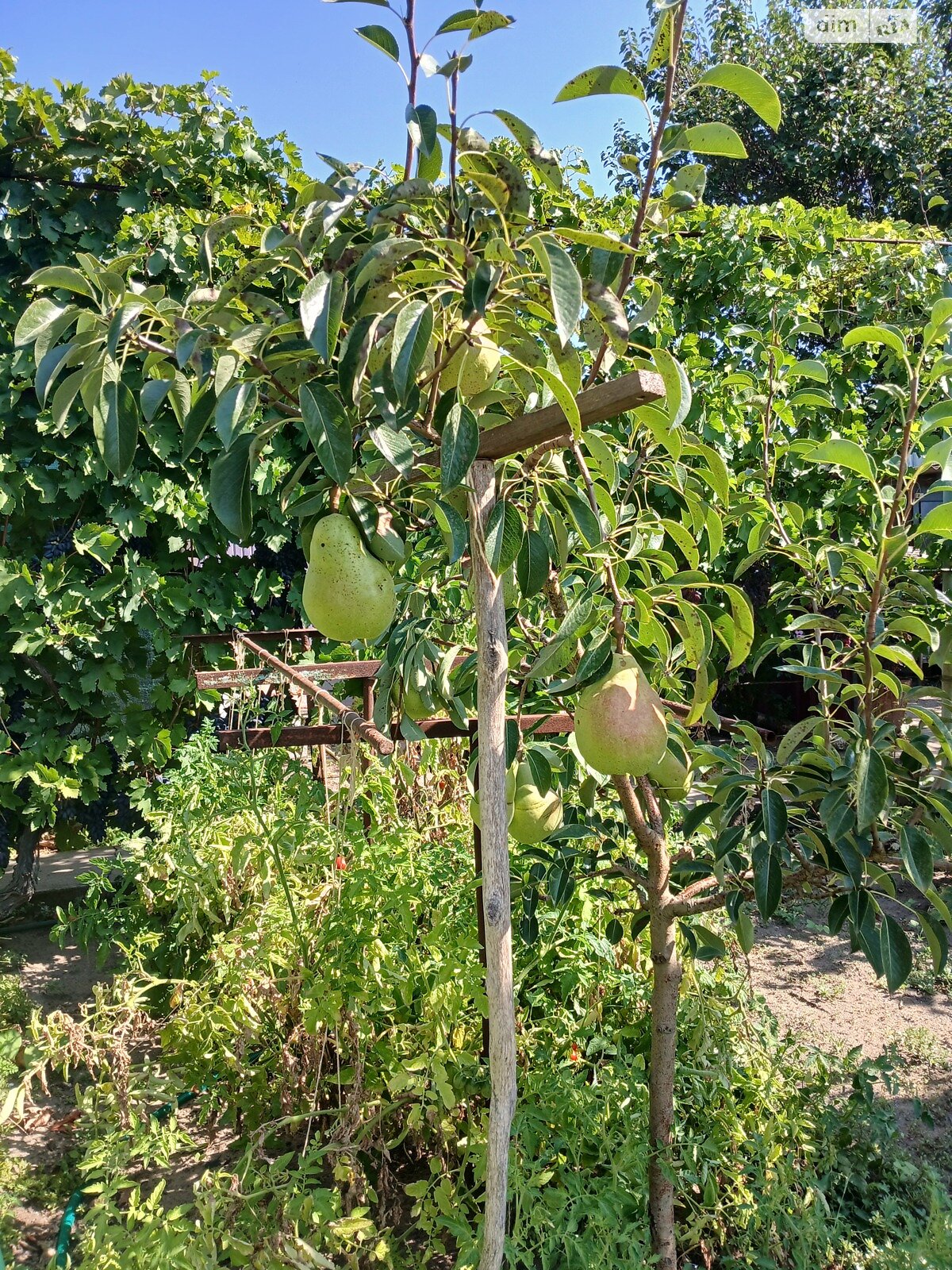 одноэтажный дом, 75 кв. м, кирпич. Продажа в Сухом Еланце фото 1 одноэтажный дом, 75 кв. м, кирпич. Продажа в Сухом Еланце фото 1