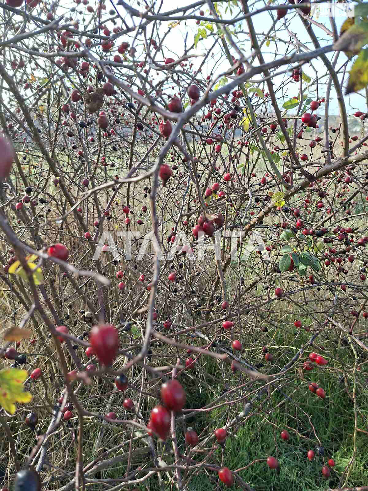двухэтажный дом, 160 кв. м, ракушечник (ракушняк). Продажа в Сухом Лимане фото 1