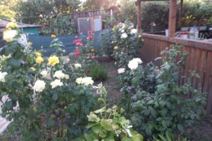 двухэтажный дом с отоплением, 65.9 кв. м, кирпич. Продажа в Светлом фото 2