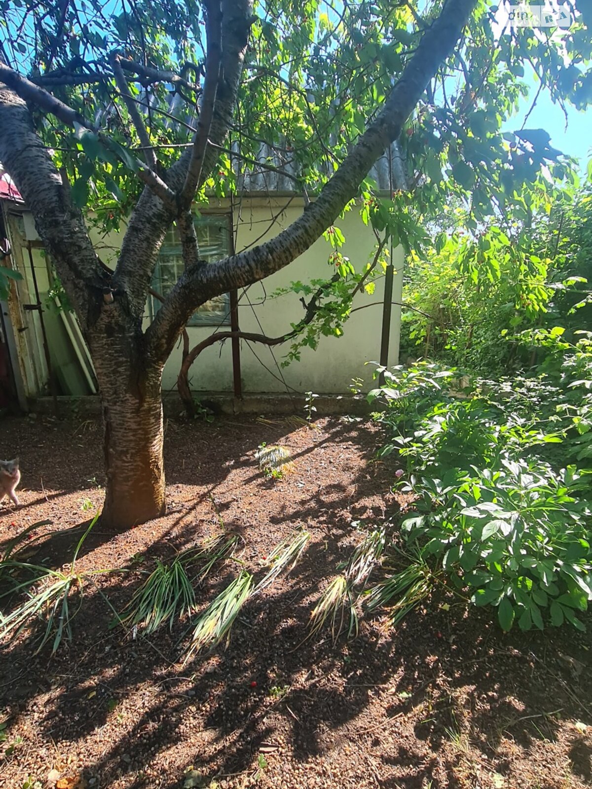 одноповерховий будинок з опаленням, 30 кв. м, цегла. Продаж у Світле фото 1