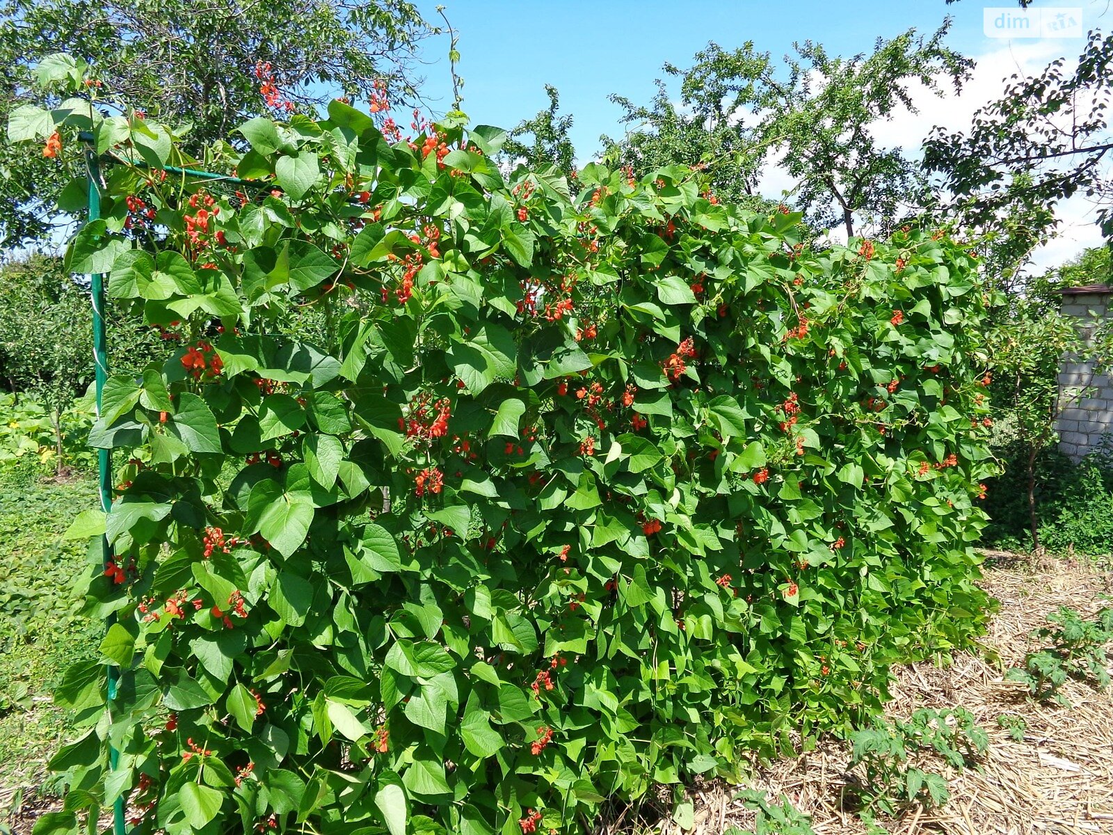 одноэтажный дом с верандой, 30 кв. м, кирпич. Продажа в Недогарках фото 1