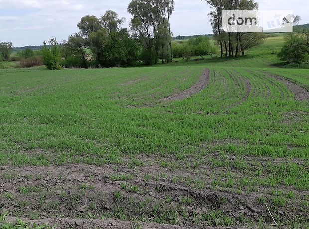 одноэтажный дом с садом, 120 кв. м, дерево и кирпич. Продажа в Липовом (Черниговская обл.) фото 1 одноэтажный дом с садом, 120 кв. м, дерево и кирпич. Продажа в Липовом (Черниговская обл.) фото 1