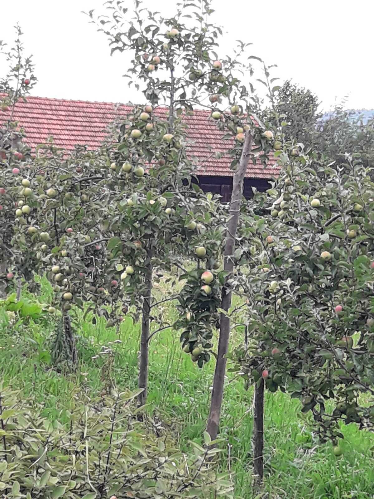 двухэтажный дом, 330 кв. м, брус. Продажа в Текуче фото 1 двухэтажный дом, 330 кв. м, брус. Продажа в Текуче фото 1