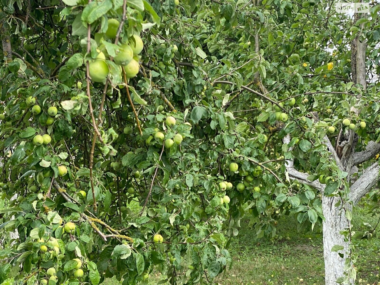 одноповерховий будинок з опаленням, 67 кв. м, цегла. Продаж у Івачеві Долішньому фото 1 одноповерховий будинок з опаленням, 67 кв. м, цегла. Продаж у Івачеві Долішньому фото 1