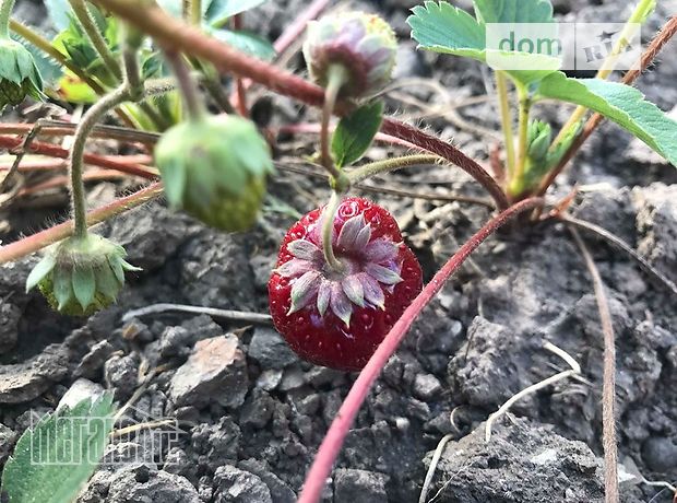 двухэтажный дом с садом, 120 кв. м, кирпич. Продажа в Тернополе район Центр фото 1 двухэтажный дом с садом, 120 кв. м, кирпич. Продажа в Тернополе район Центр фото 1