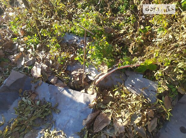 одноэтажный дом с садом, 41.8 кв. м, глинобитный. Продажа в Застенка (Тернопольская обл.) фото 1 одноэтажный дом с садом, 41.8 кв. м, глинобитный. Продажа в Застенка (Тернопольская обл.) фото 1