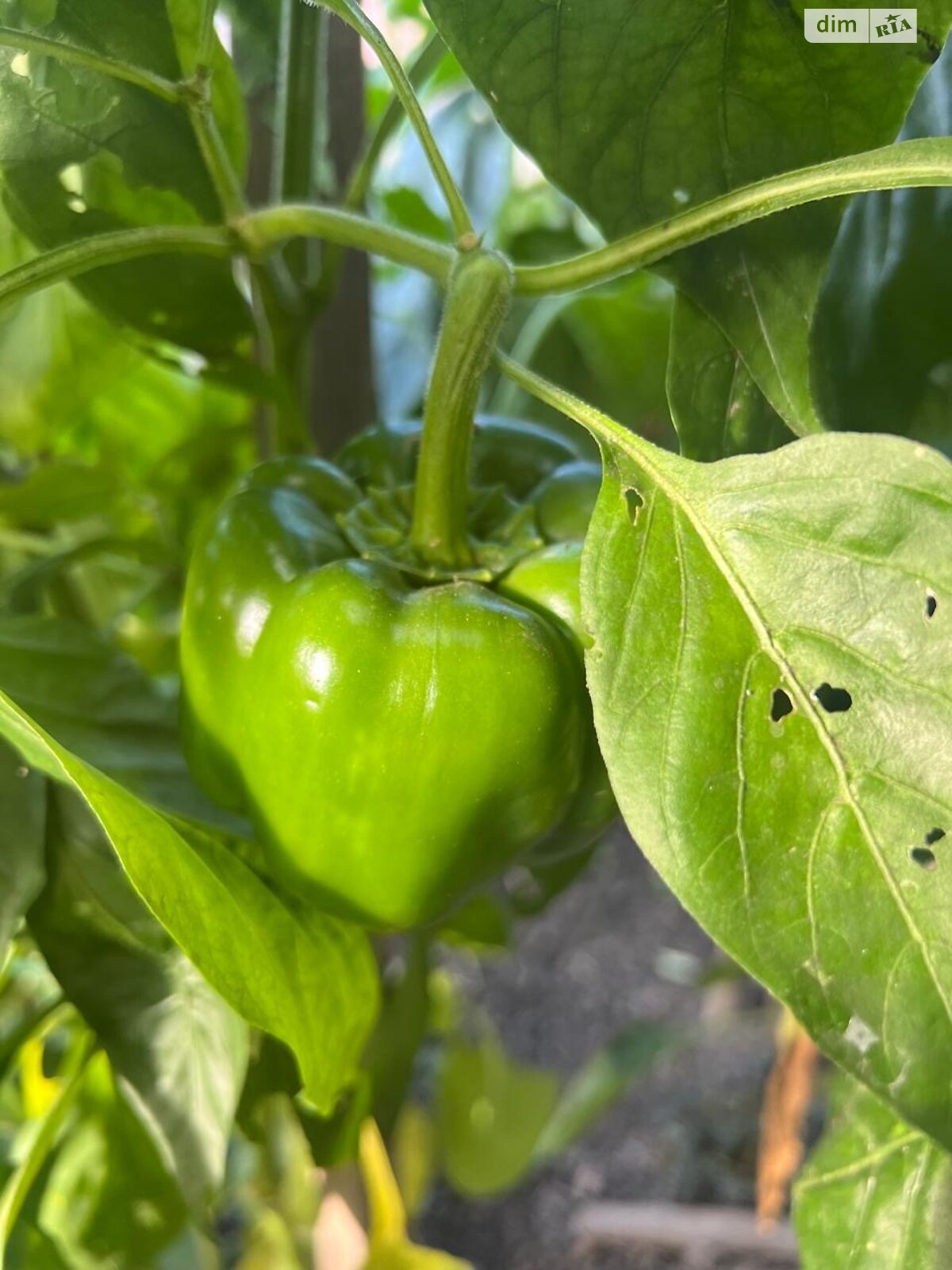 двухэтажный дом с балконом, 199.8 кв. м, кирпич. Продажа в Ужгороде район Центр фото 1 двухэтажный дом с балконом, 199.8 кв. м, кирпич. Продажа в Ужгороде район Центр фото 1