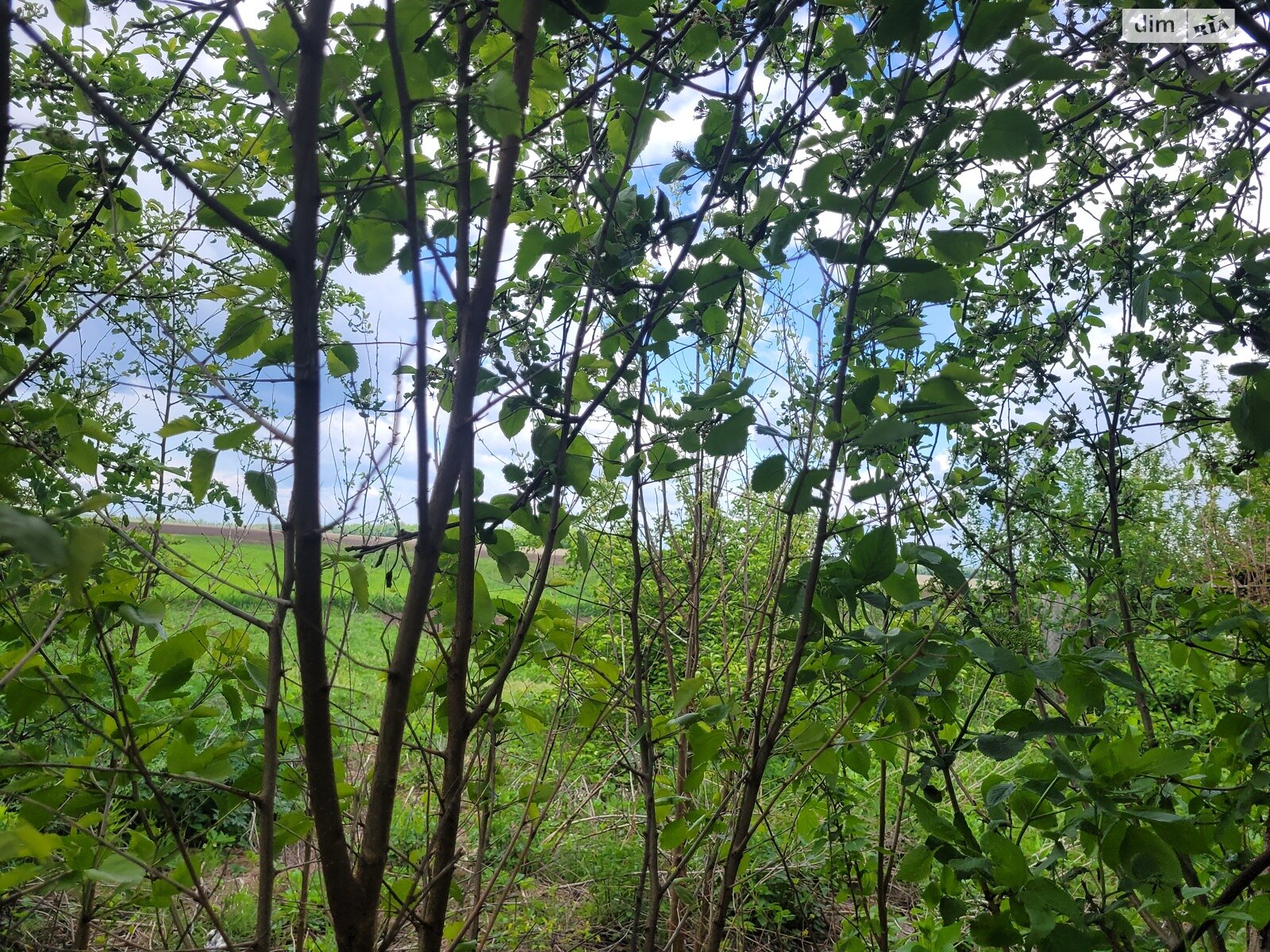 одноповерховий будинок, 78 кв. м, цегла. Продаж у Узині фото 1 одноповерховий будинок, 78 кв. м, цегла. Продаж у Узині фото 1