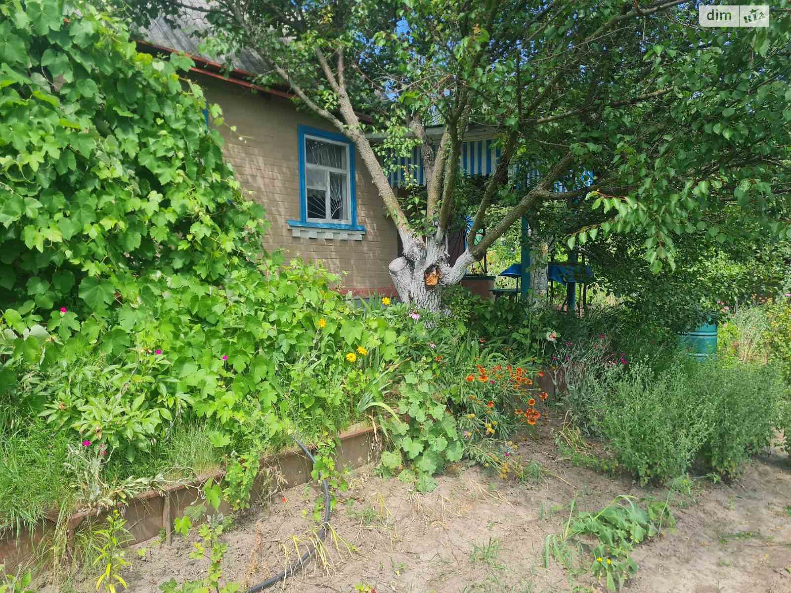 одноэтажный дом, 30 кв. м, кирпич. Продажа в Василькове район Васильков фото 1 одноэтажный дом, 30 кв. м, кирпич. Продажа в Василькове район Васильков фото 1
