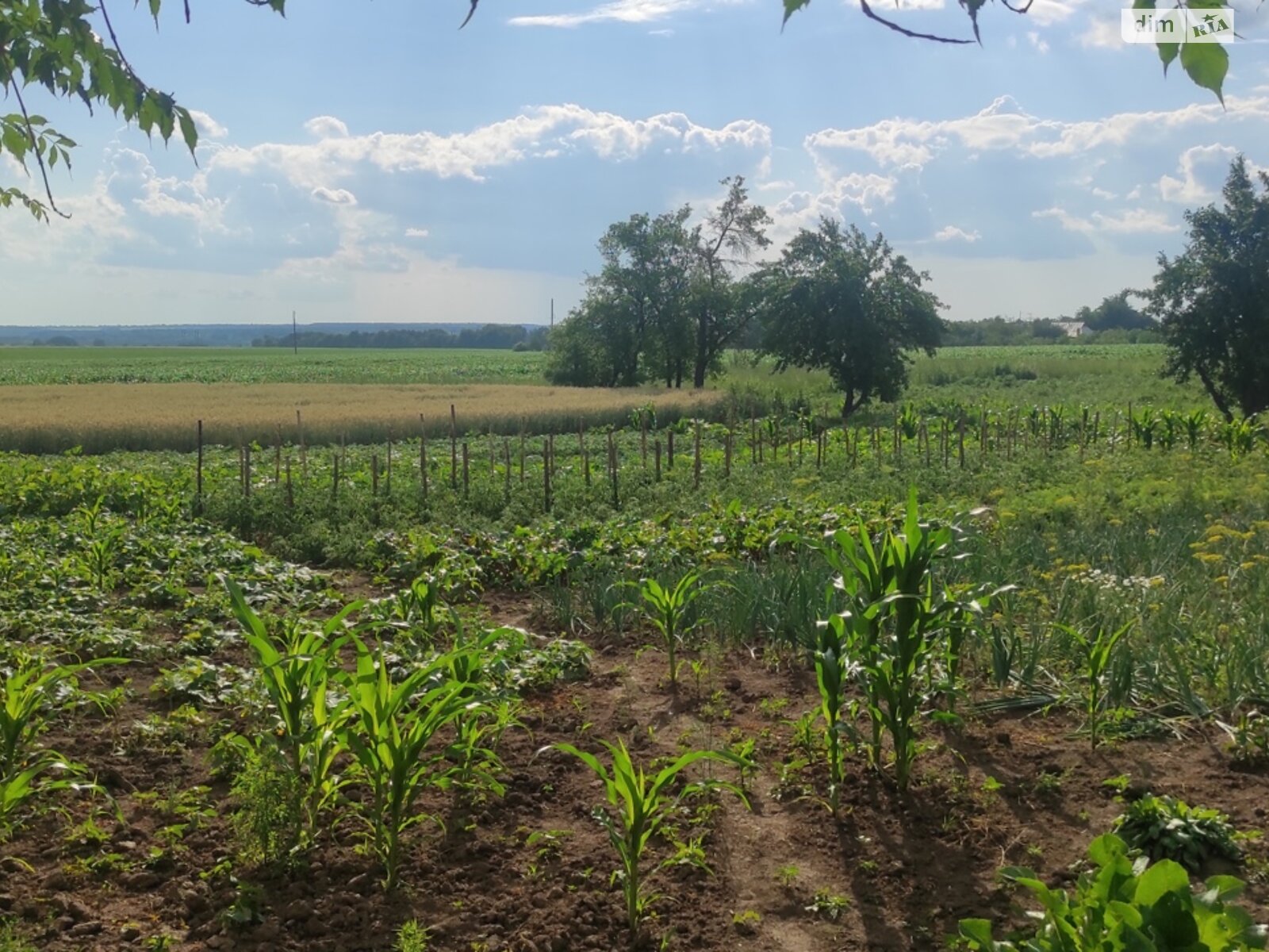 одноповерховий будинок з верандою, 86.3 кв. м, цегла. Продаж у Великій Бушинці фото 1 одноповерховий будинок з верандою, 86.3 кв. м, цегла. Продаж у Великій Бушинці фото 1