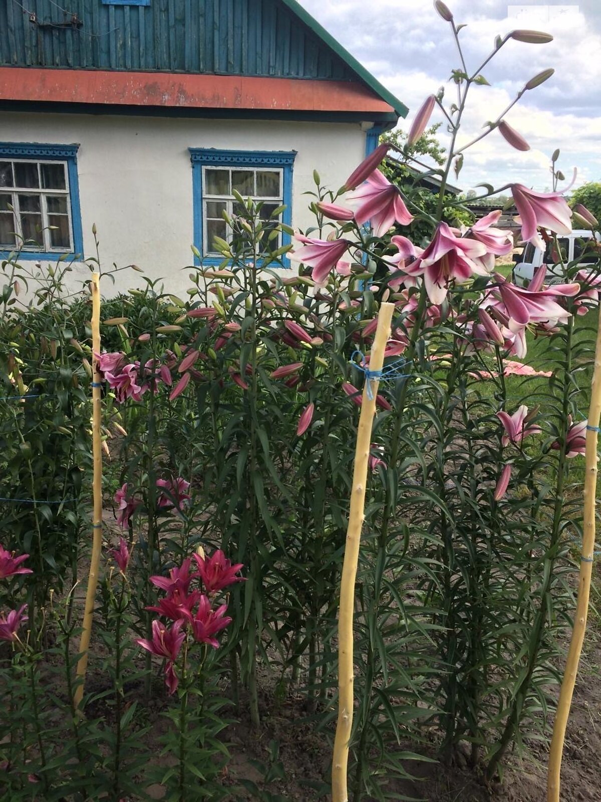 одноповерховий будинок, 56 кв. м, дерево та цегла. Продаж у Великій Ведмежці фото 1 одноповерховий будинок, 56 кв. м, дерево та цегла. Продаж у Великій Ведмежці фото 1