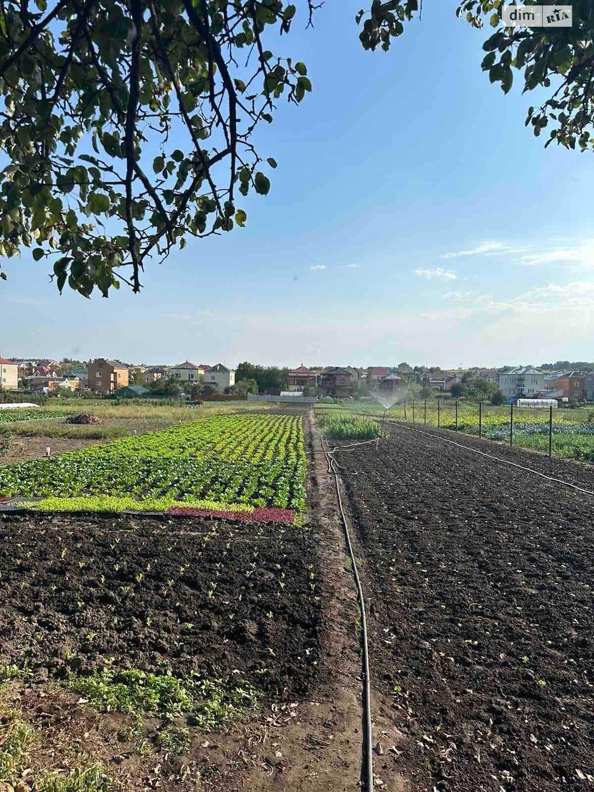 одноповерховий будинок, 120 кв. м, кирпич. Продаж у Великих Грибовичах фото 1 одноповерховий будинок, 120 кв. м, кирпич. Продаж у Великих Грибовичах фото 1