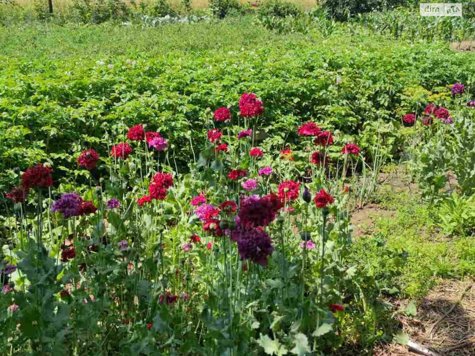 одноэтажный дом с гаражом, 130 кв. м, ракушечник (ракушняк). Продажа в Великом Тростянце фото 1