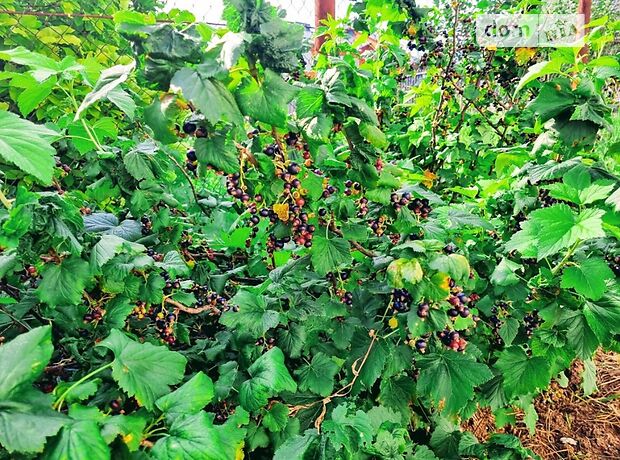 двухэтажный дом с садом, 210 кв. м, кирпич. Продажа в Виннице район Пятничаны фото 1 двухэтажный дом с садом, 210 кв. м, кирпич. Продажа в Виннице район Пятничаны фото 1