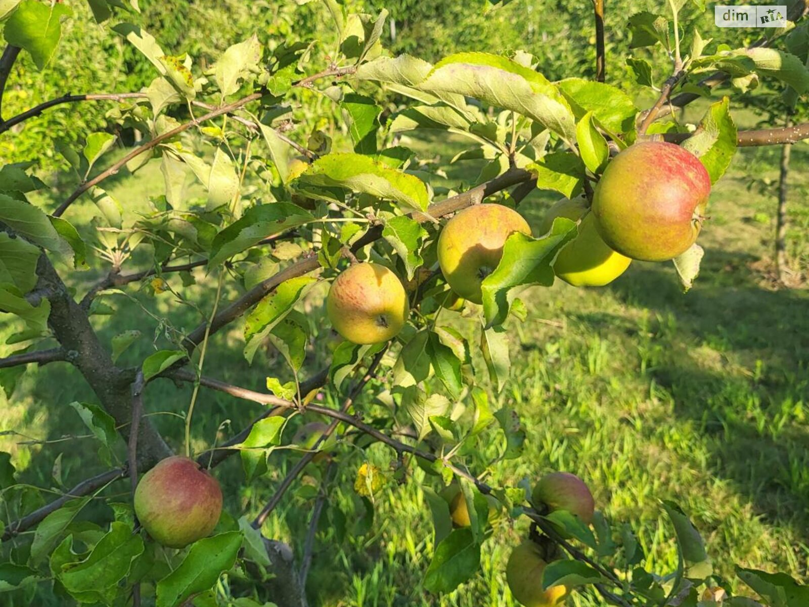 двоповерховий будинок, 300 кв. м, цегла. Продаж у Вінницьких Хуторах фото 1 двоповерховий будинок, 300 кв. м, цегла. Продаж у Вінницьких Хуторах фото 1