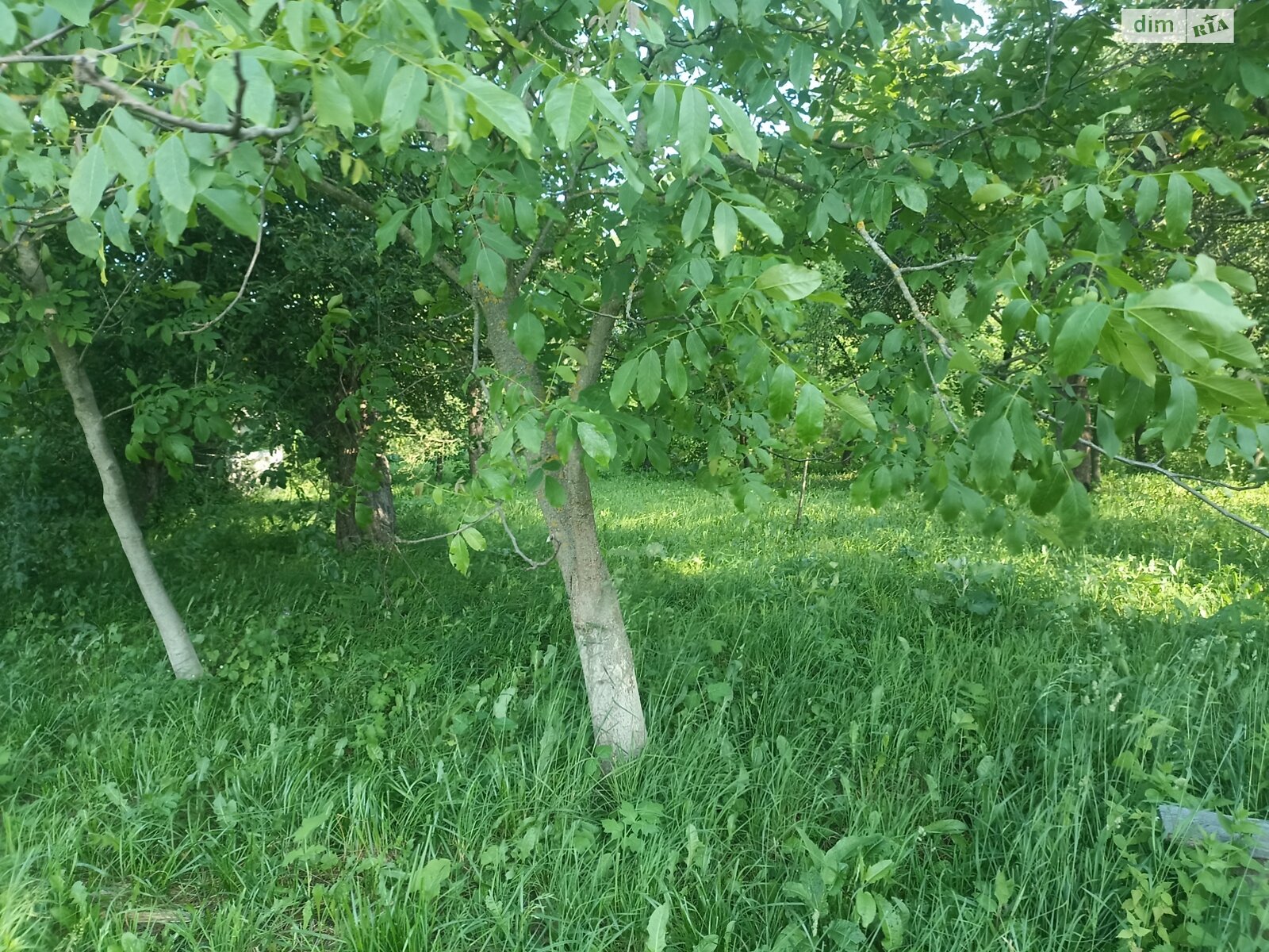 одноповерховий будинок бесідка, 61 кв. м, глинобитний. Продаж у Войнашівці фото 1 одноповерховий будинок бесідка, 61 кв. м, глинобитний. Продаж у Войнашівці фото 1