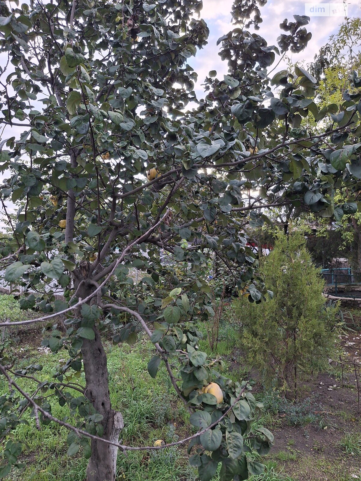 одноэтажный дом с ремонтом, 70 кв. м, кирпич. Продажа в Вознесенске район Вознесенск фото 1