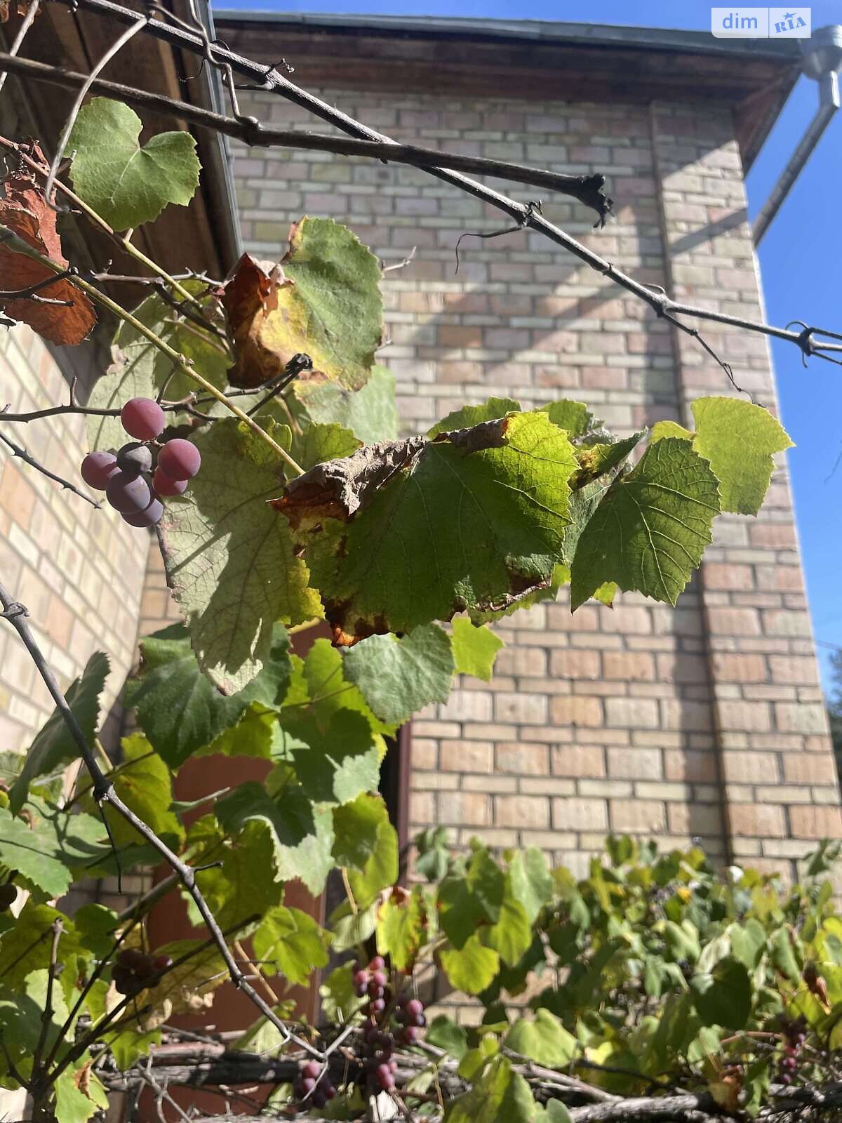 одноповерховий будинок з верандою, 186 кв. м, цегла. Продаж у Забуччі фото 1