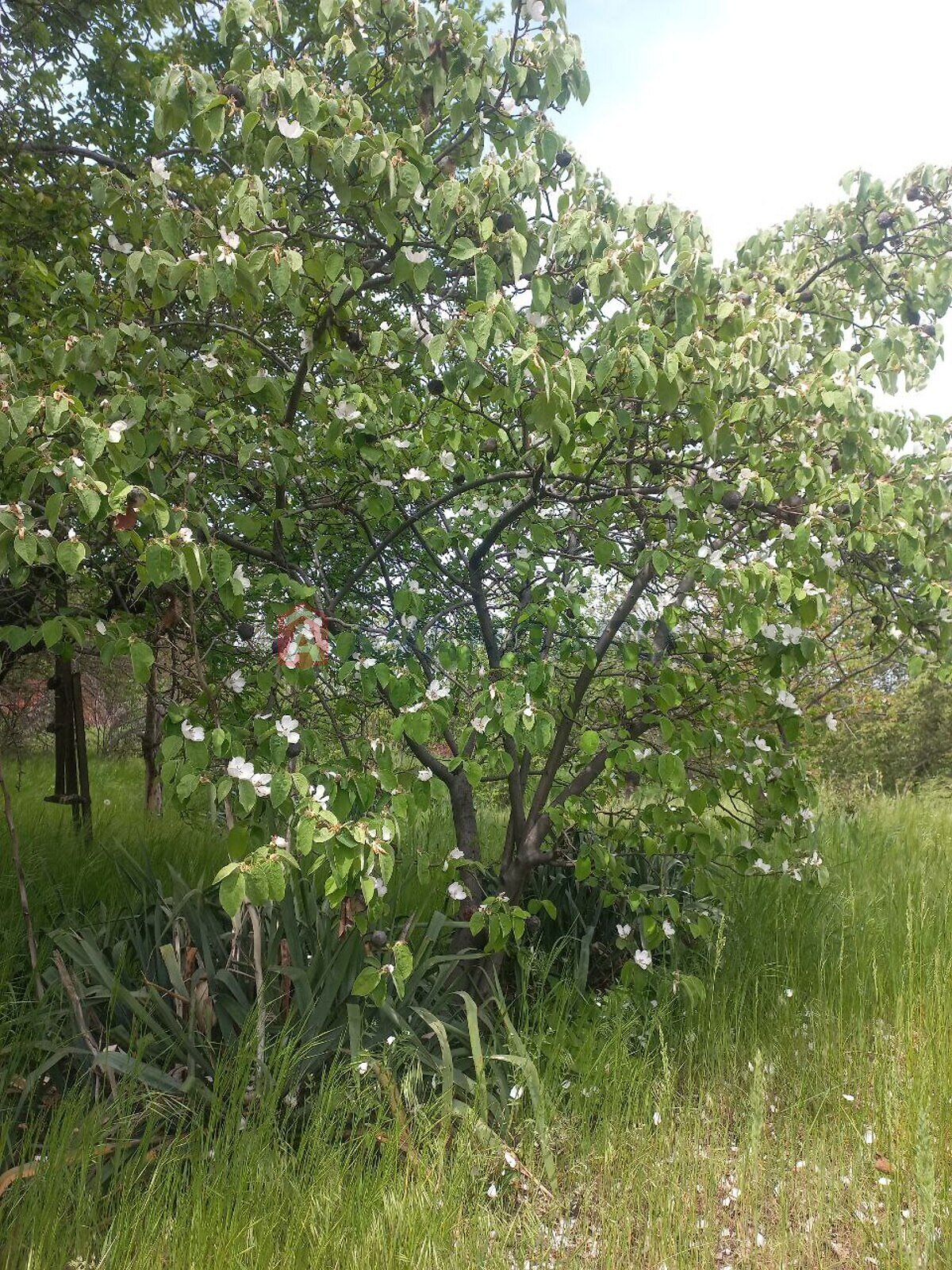 одноповерховий будинок, 5 кв. м, кирпич. Продаж в Запоріжжі, район Заводський фото 1 одноповерховий будинок, 5 кв. м, кирпич. Продаж в Запоріжжі, район Заводський фото 1