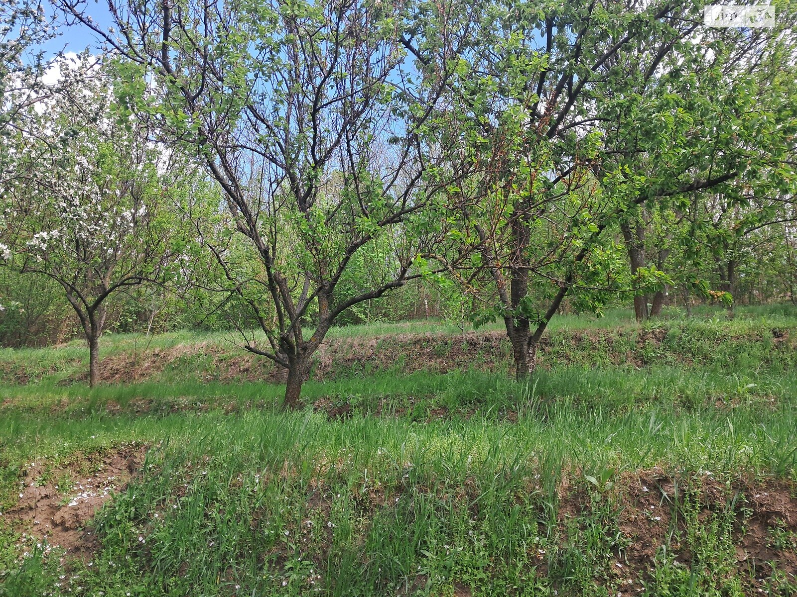 одноэтажный дом с гаражом, 61 кв. м, кирпич. Продажа в Золотоноше район Золотоноша фото 1