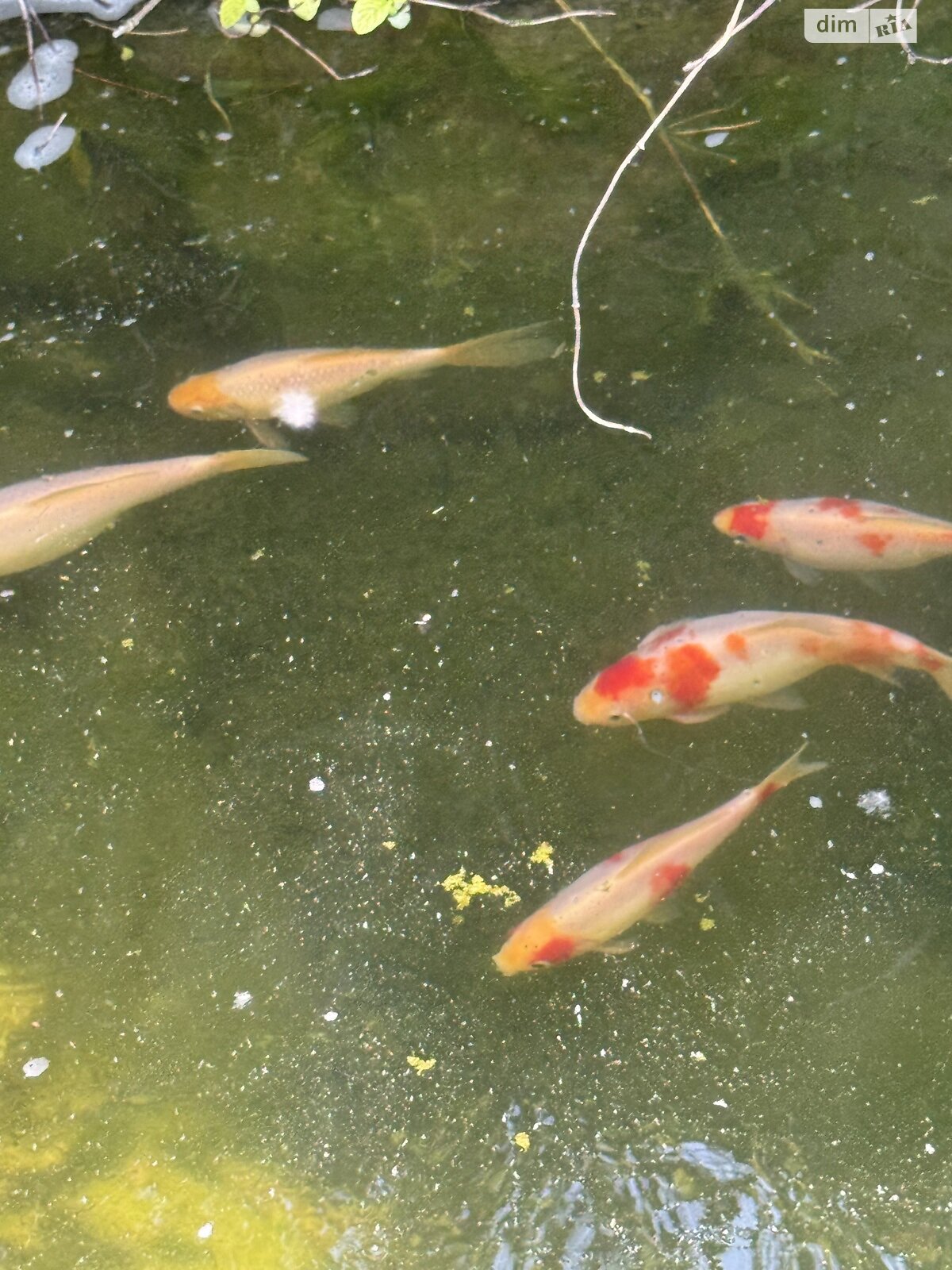 трехэтажный дом с гаражом, 265.9 кв. м, кирпич. Продажа в Зозули фото 1 трехэтажный дом с гаражом, 265.9 кв. м, кирпич. Продажа в Зозули фото 1