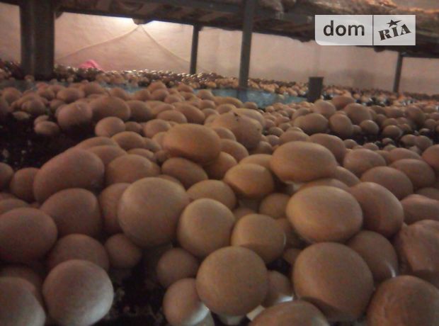 Готовий бізнес в Чуднові, продаж по, в селі Дубище, ціна: договірна за об’єкт фото 1 Готовий бізнес в Чуднові, продаж по, в селі Дубище, ціна: договірна за об’єкт фото 1