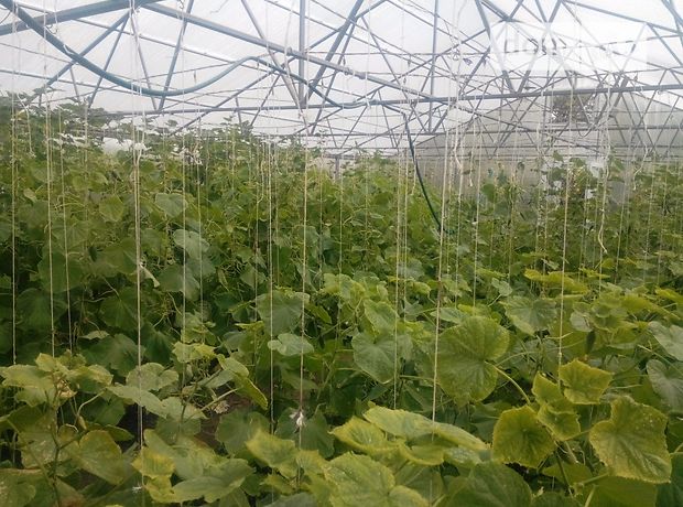 Продажа готового бизнеса, Винницкая, Казатин Продажа готового бизнеса, Винницкая, Казатин