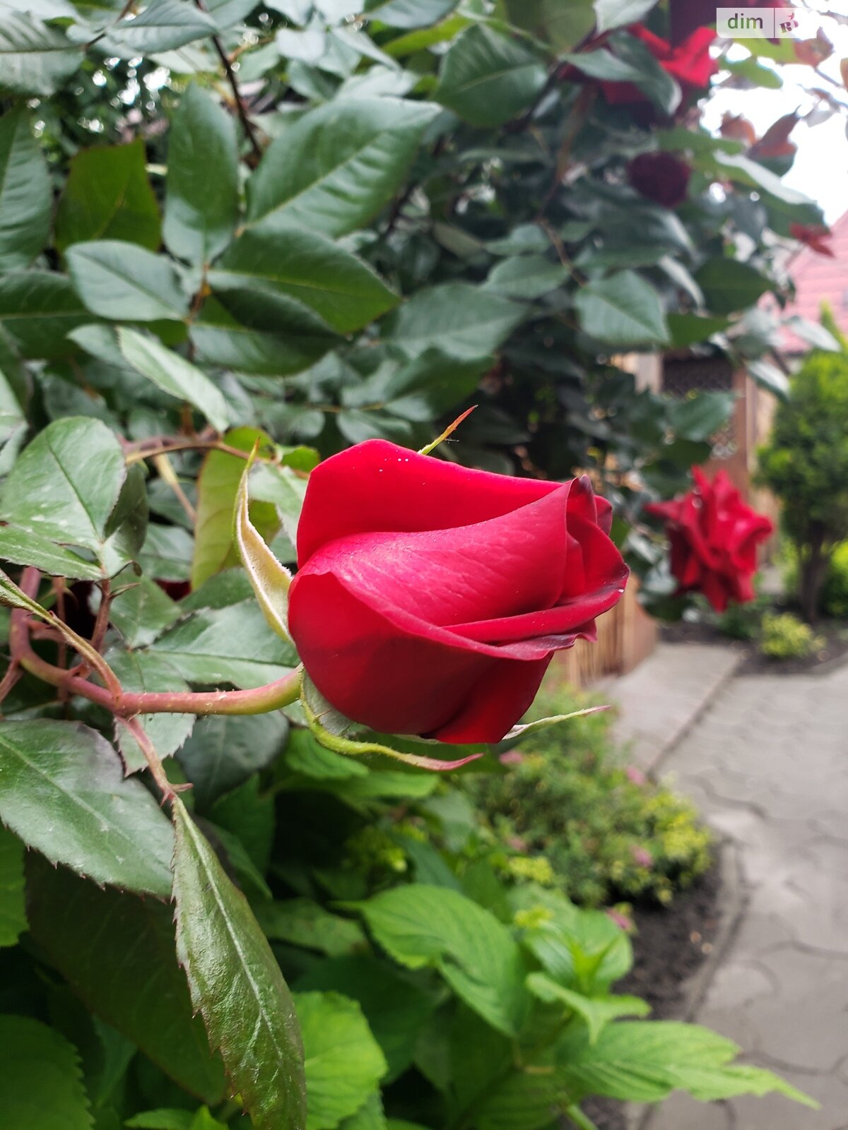 Спеціальне приміщення в Бурштині, продаж по Cтепана Бандери, район Старий Бурштин, ціна: 145 000 доларів за об’єкт фото 1 Спеціальне приміщення в Бурштині, продаж по Cтепана Бандери, район Старий Бурштин, ціна: 145 000 доларів за об’єкт фото 1